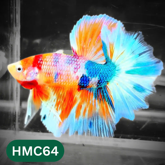 Multicolor Halfmoon Male Betta Fish | High Grade | Order Directly From Farm |  You Pick Fish |