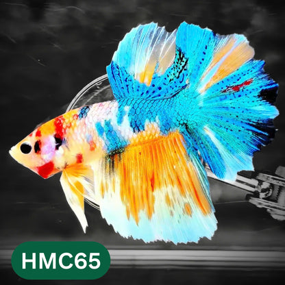Multicolor Halfmoon Male Betta Fish | High Grade | Order Directly From Farm |  You Pick Fish |