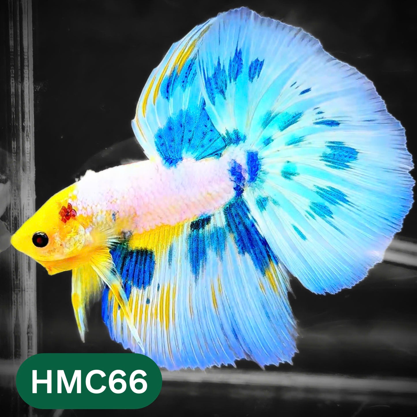 Multicolor Halfmoon Male Betta Fish | High Grade | Order Directly From Farm |  You Pick Fish |