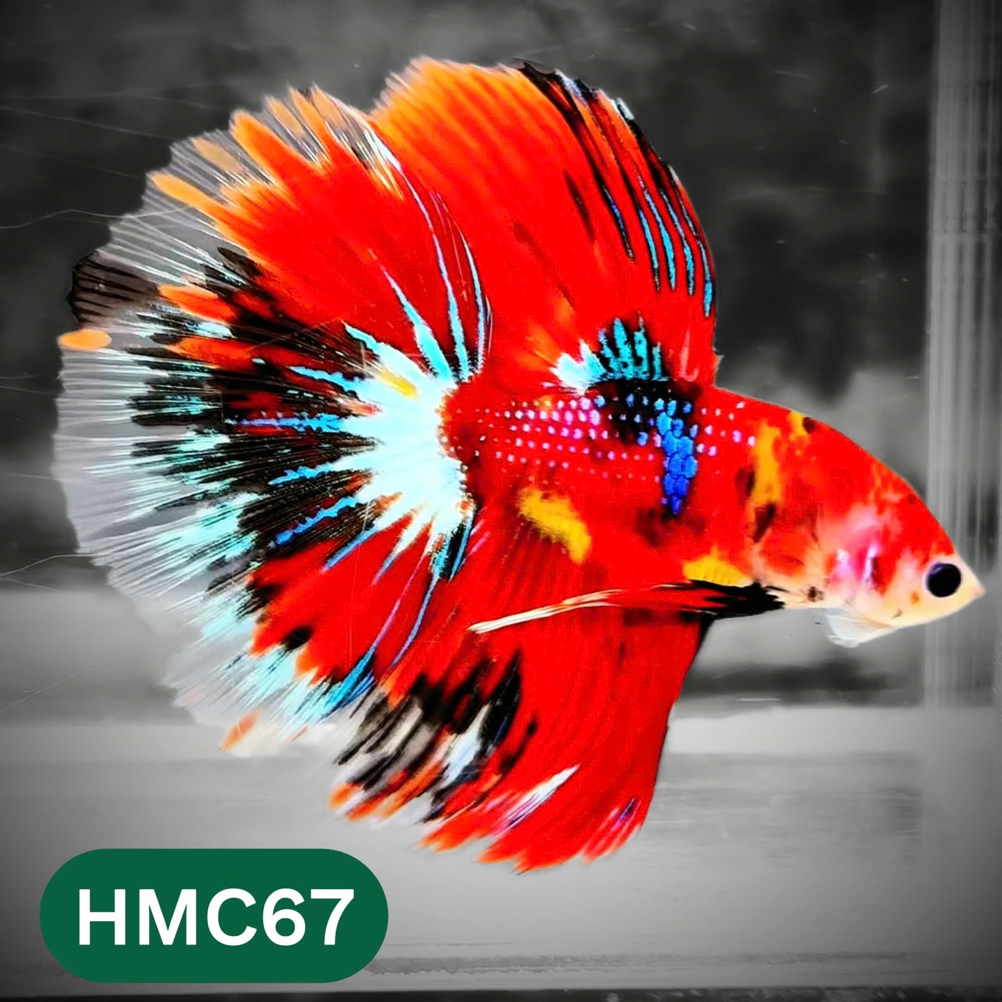 Multicolor Halfmoon Male Betta Fish | High Grade | Order Directly From Farm |  You Pick Fish |