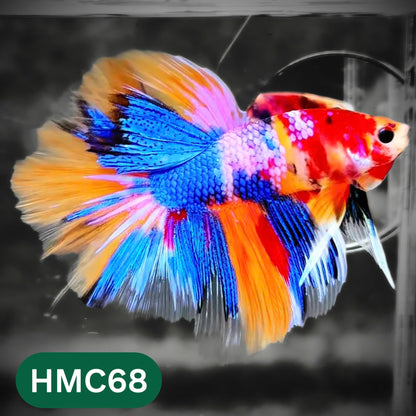 Multicolor Halfmoon Male Betta Fish | High Grade | Order Directly From Farm |  You Pick Fish |