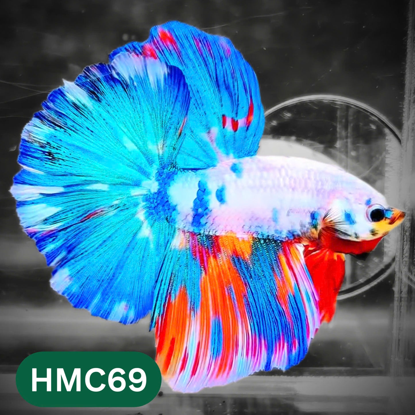 Multicolor Halfmoon Male Betta Fish | High Grade | Order Directly From Farm |  You Pick Fish |