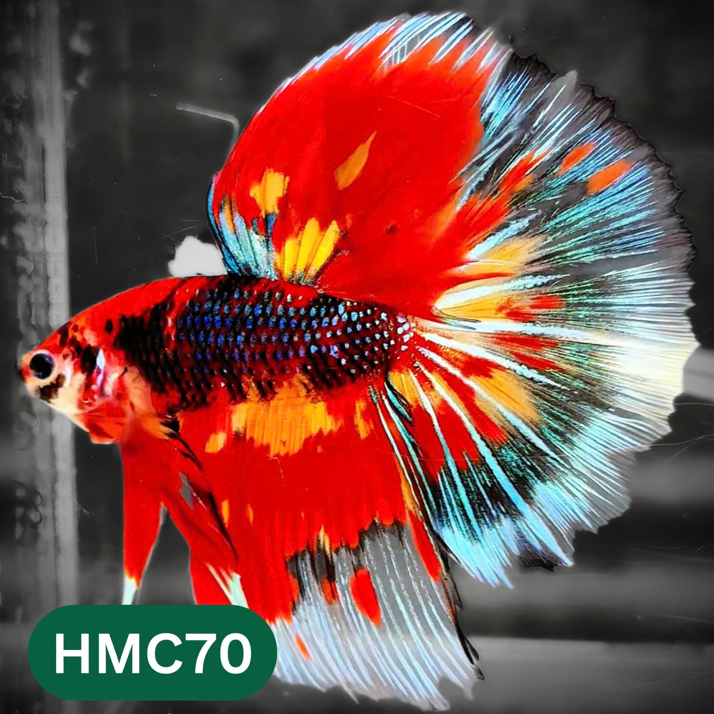 Multicolor Halfmoon Male Betta Fish | High Grade | Order Directly From Farm |  You Pick Fish |