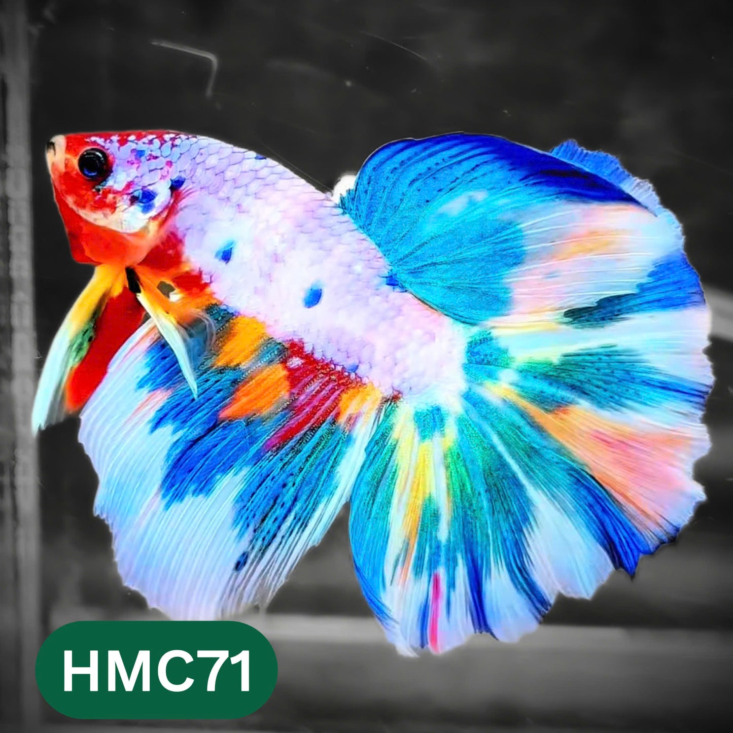Multicolor Halfmoon Male Betta Fish | High Grade | Order Directly From Farm |  You Pick Fish |