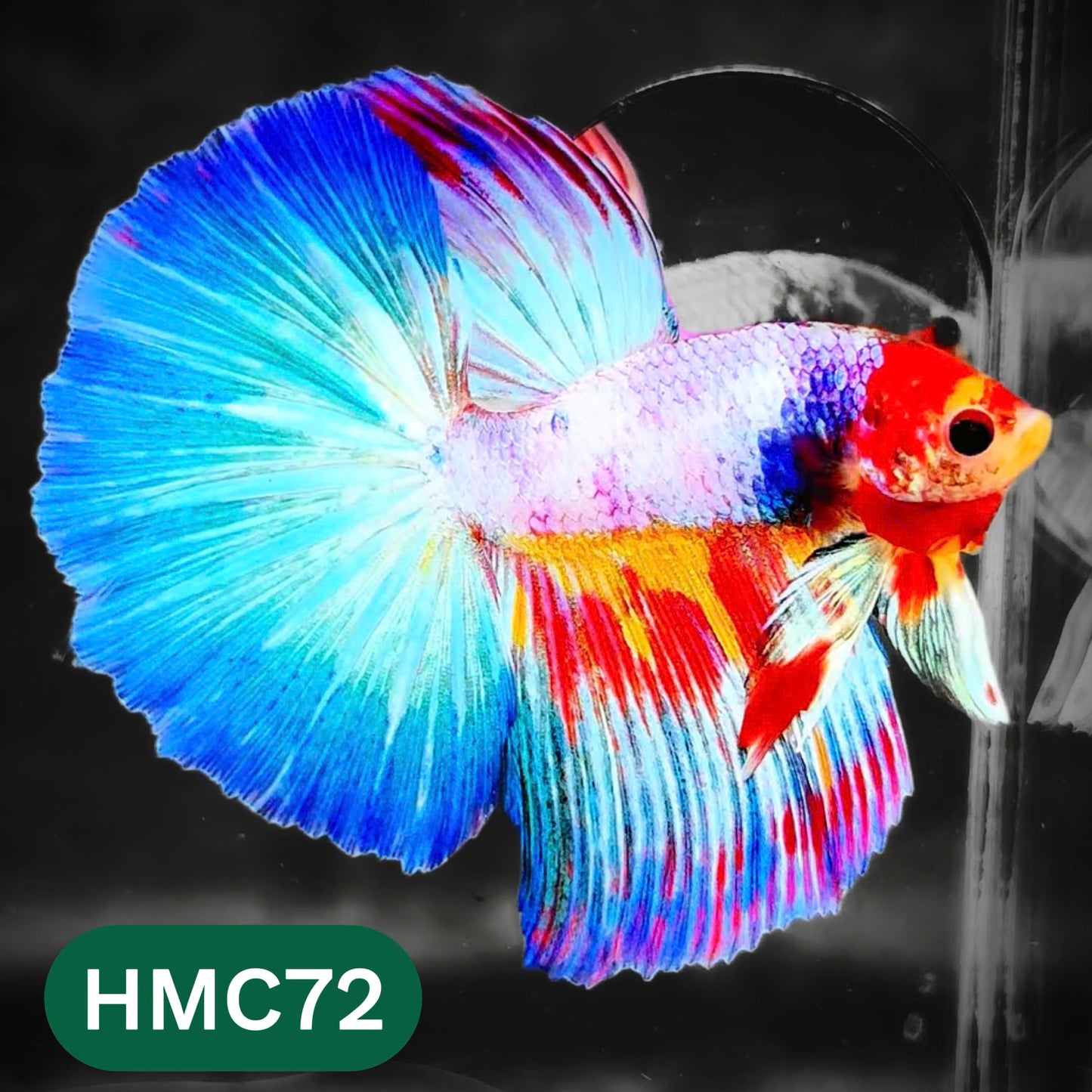 Multicolor Halfmoon Male Betta Fish | High Grade | Order Directly From Farm |  You Pick Fish |