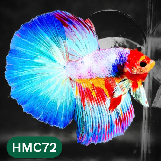 Multicolor Halfmoon Male Betta Fish | High Grade | Order Directly From Farm |  You Pick Fish |