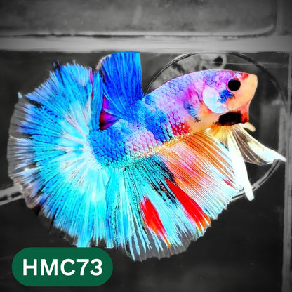 Multicolor Halfmoon Male Betta Fish | High Grade | Order Directly From Farm |  You Pick Fish |