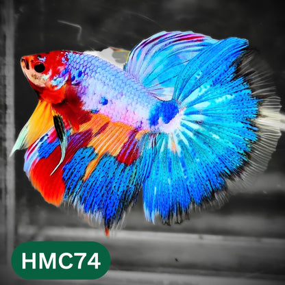 Multicolor Halfmoon Male Betta Fish | High Grade | Order Directly From Farm |  You Pick Fish |