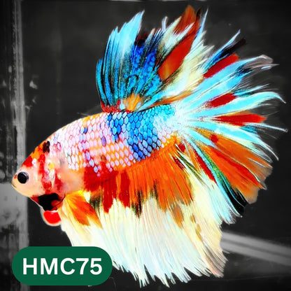 Multicolor Halfmoon Male Betta Fish | High Grade | Order Directly From Farm |  You Pick Fish |