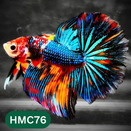 Multicolor Halfmoon Male Betta Fish | High Grade | Order Directly From Farm |  You Pick Fish |