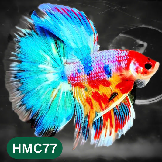 Multicolor Halfmoon Male Betta Fish | High Grade | Order Directly From Farm |  You Pick Fish |