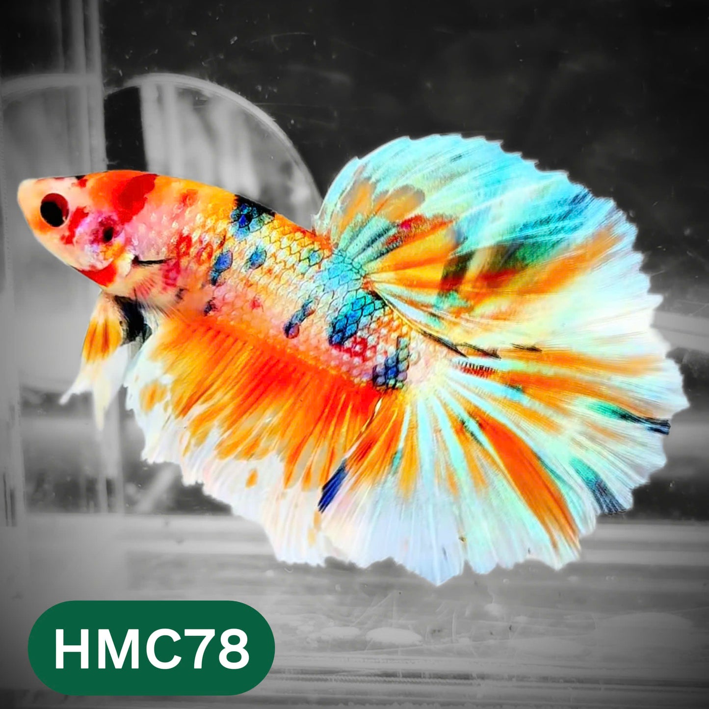 Multicolor Halfmoon Male Betta Fish | High Grade | Order Directly From Farm |  You Pick Fish |