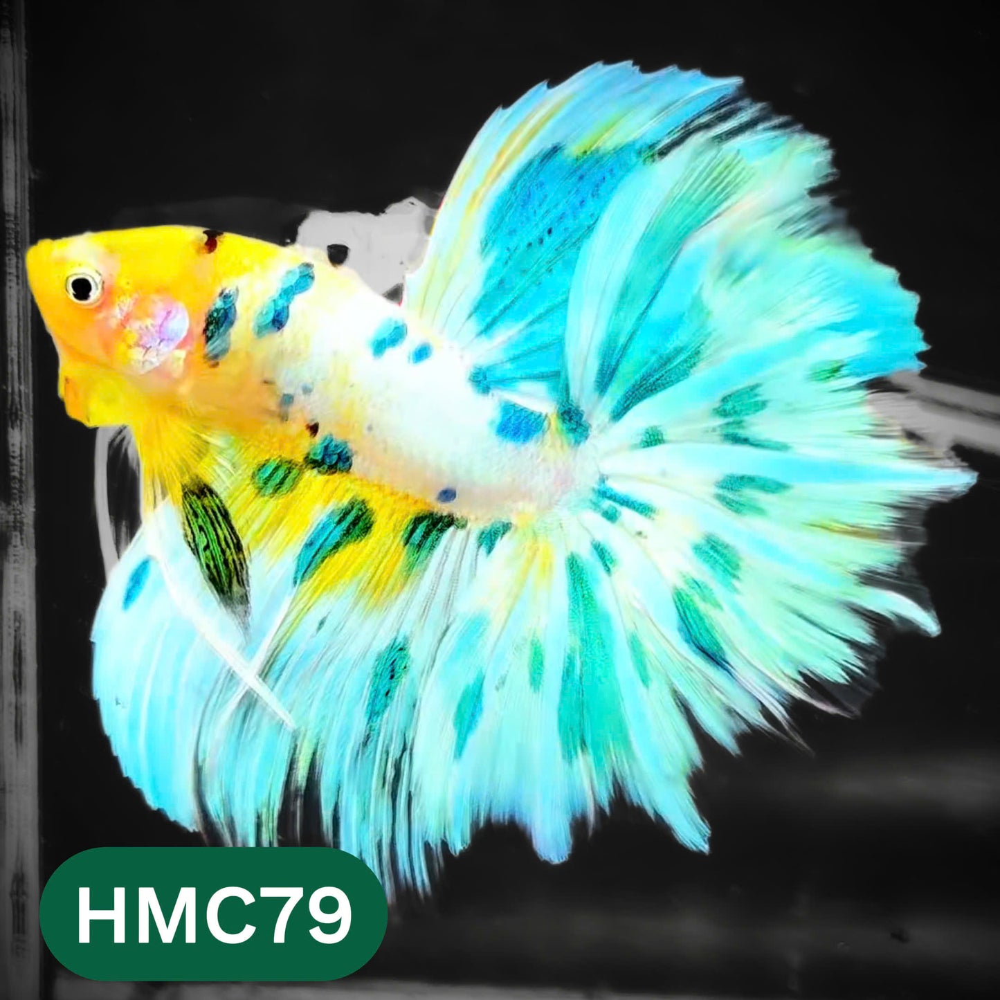 Multicolor Halfmoon Male Betta Fish | High Grade | Order Directly From Farm |  You Pick Fish |