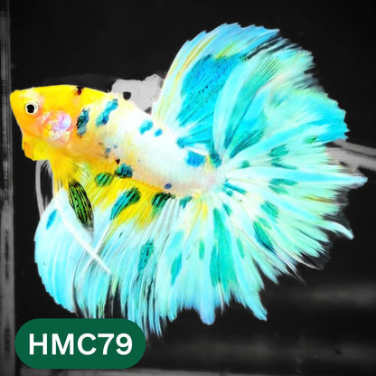 Multicolor Halfmoon Male Betta Fish | High Grade | Order Directly From Farm |  You Pick Fish |