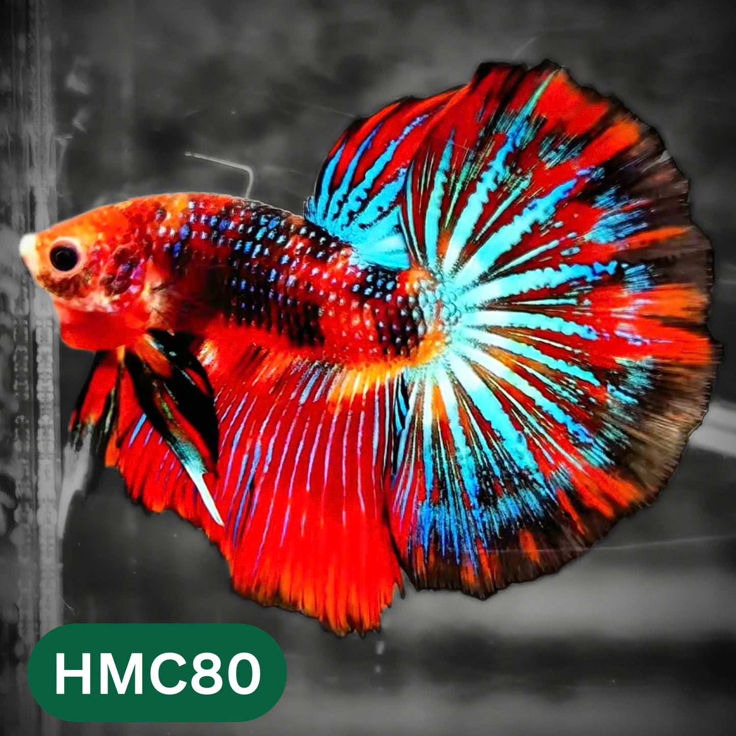 Multicolor Halfmoon Male Betta Fish | High Grade | Order Directly From Farm |  You Pick Fish |