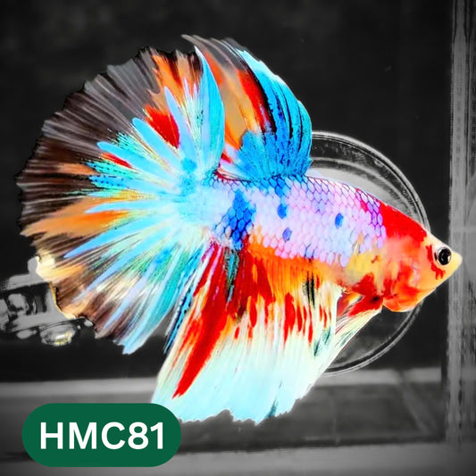Multicolor Halfmoon Male Betta Fish | High Grade | Order Directly From Farm |  You Pick Fish |