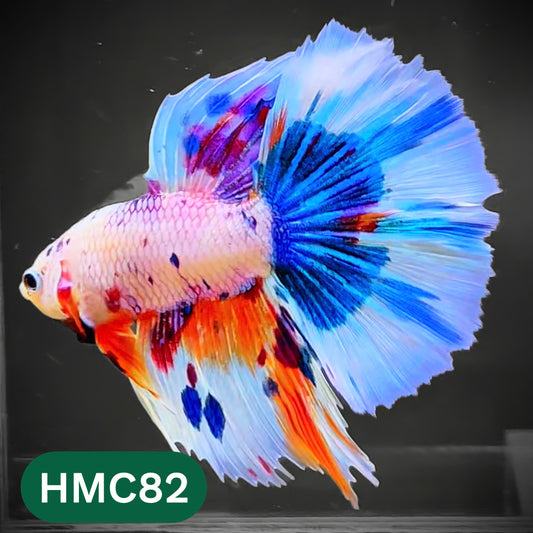 Multicolor Halfmoon Male Betta Fish | High Grade | Order Directly From Farm |  You Pick Fish |