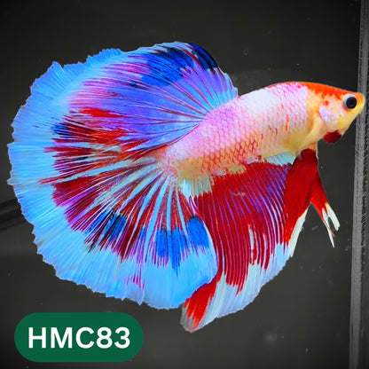 Multicolor Halfmoon Male Betta Fish | High Grade | Order Directly From Farm |  You Pick Fish |