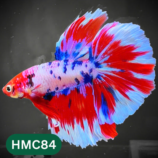 Multicolor Halfmoon Male Betta Fish | High Grade | Order Directly From Farm |  You Pick Fish |