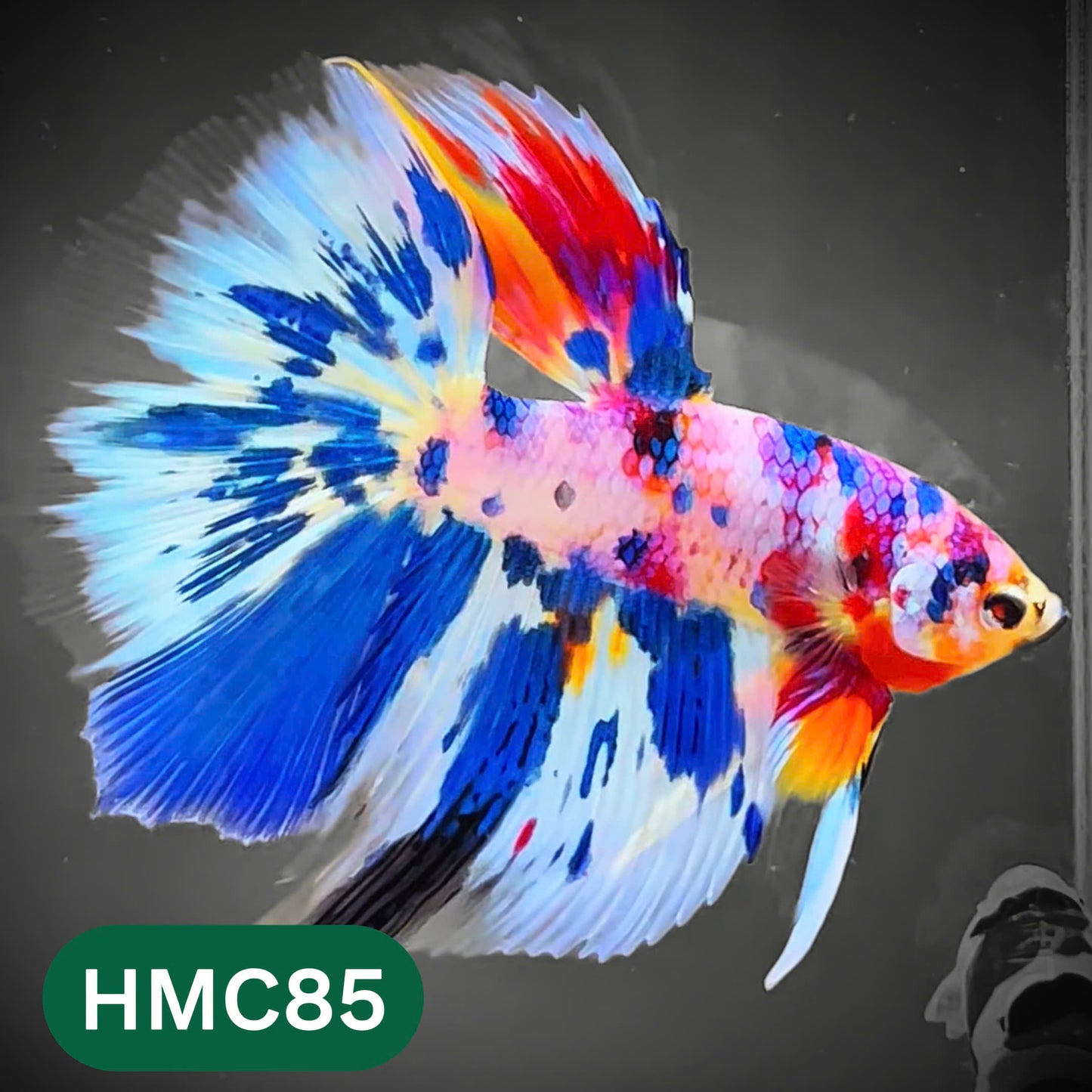 Multicolor Halfmoon Male Betta Fish | High Grade | Order Directly From Farm |  You Pick Fish |