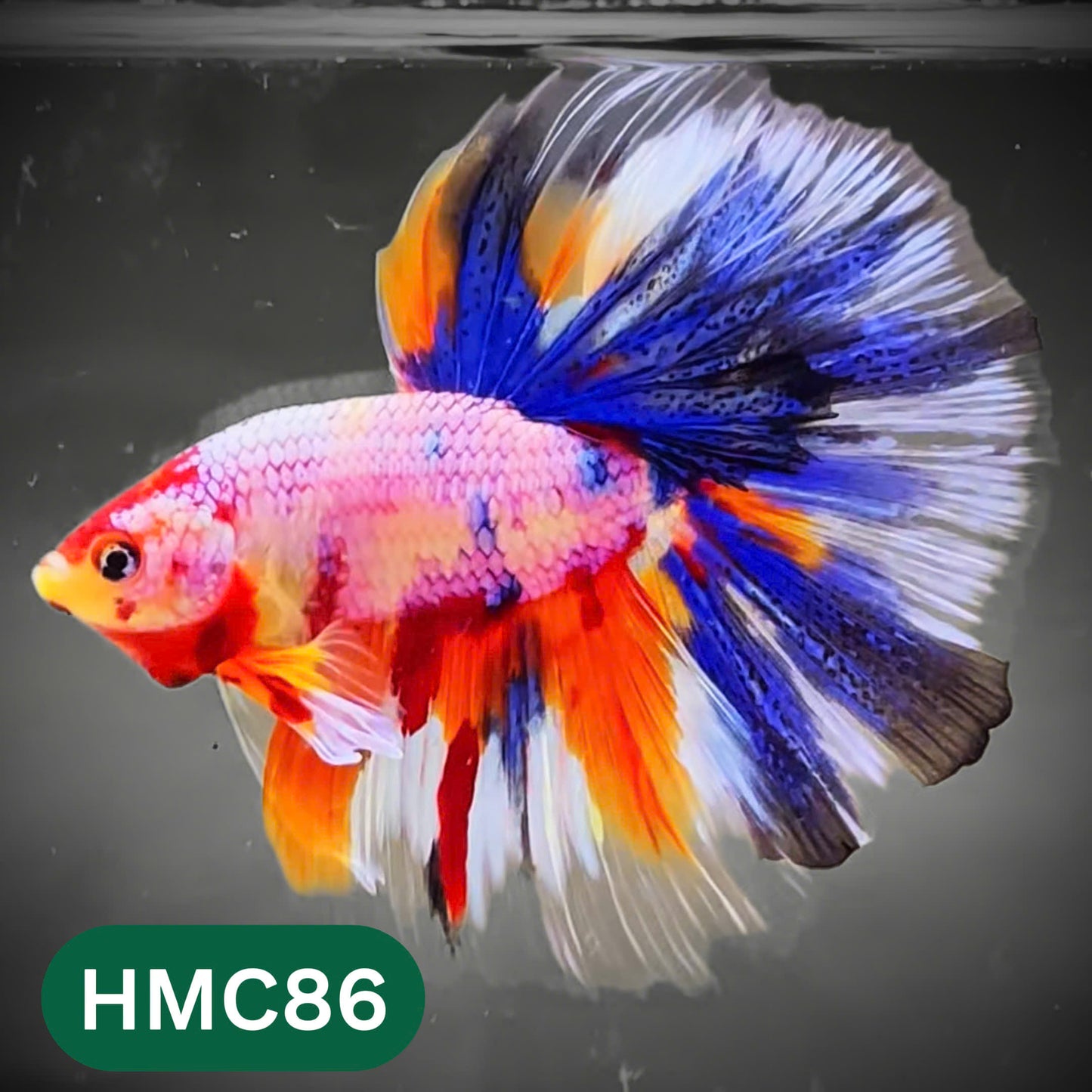 Multicolor Halfmoon Male Betta Fish | High Grade | Order Directly From Farm |  You Pick Fish |
