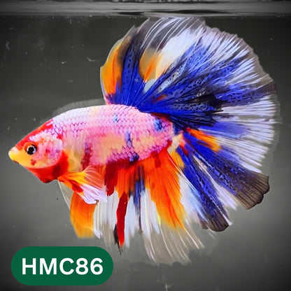 Multicolor Halfmoon Male Betta Fish | High Grade | Order Directly From Farm |  You Pick Fish |
