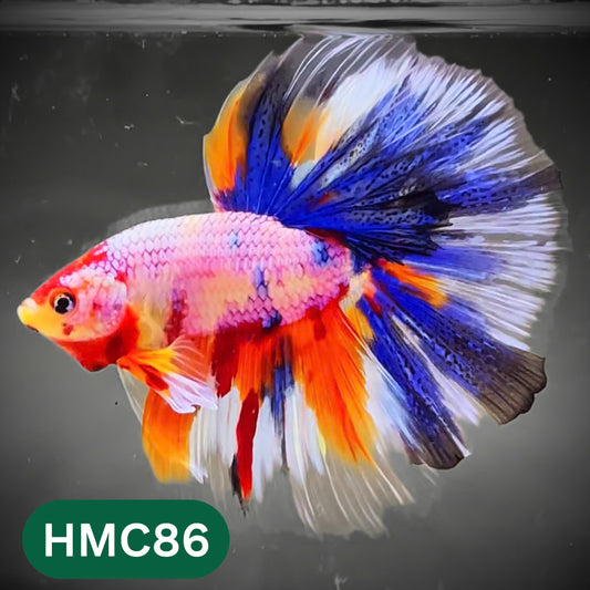 Multicolor Halfmoon Male Betta Fish | High Grade | Order Directly From Farm |  You Pick Fish |