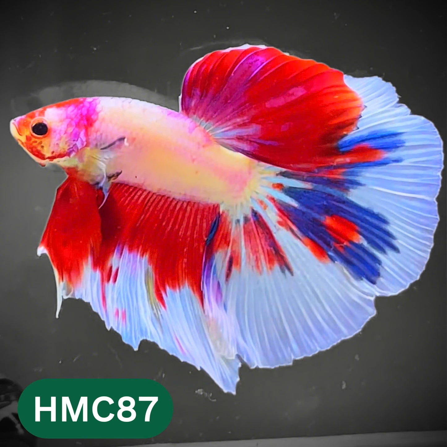 Multicolor Halfmoon Male Betta Fish | High Grade | Order Directly From Farm |  You Pick Fish |