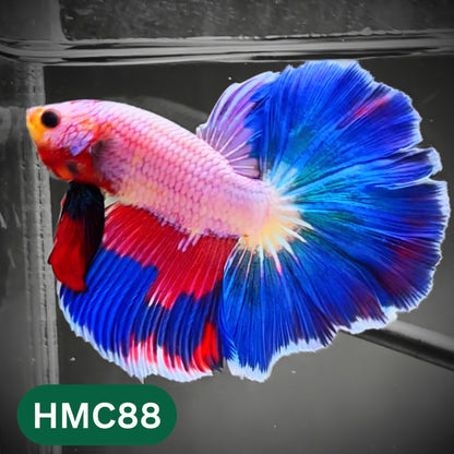 Multicolor Halfmoon Male Betta Fish | High Grade | Order Directly From Farm |  You Pick Fish |
