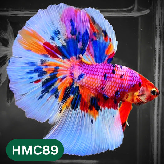 Multicolor Halfmoon Male Betta Fish | High Grade | Order Directly From Farm |  You Pick Fish |