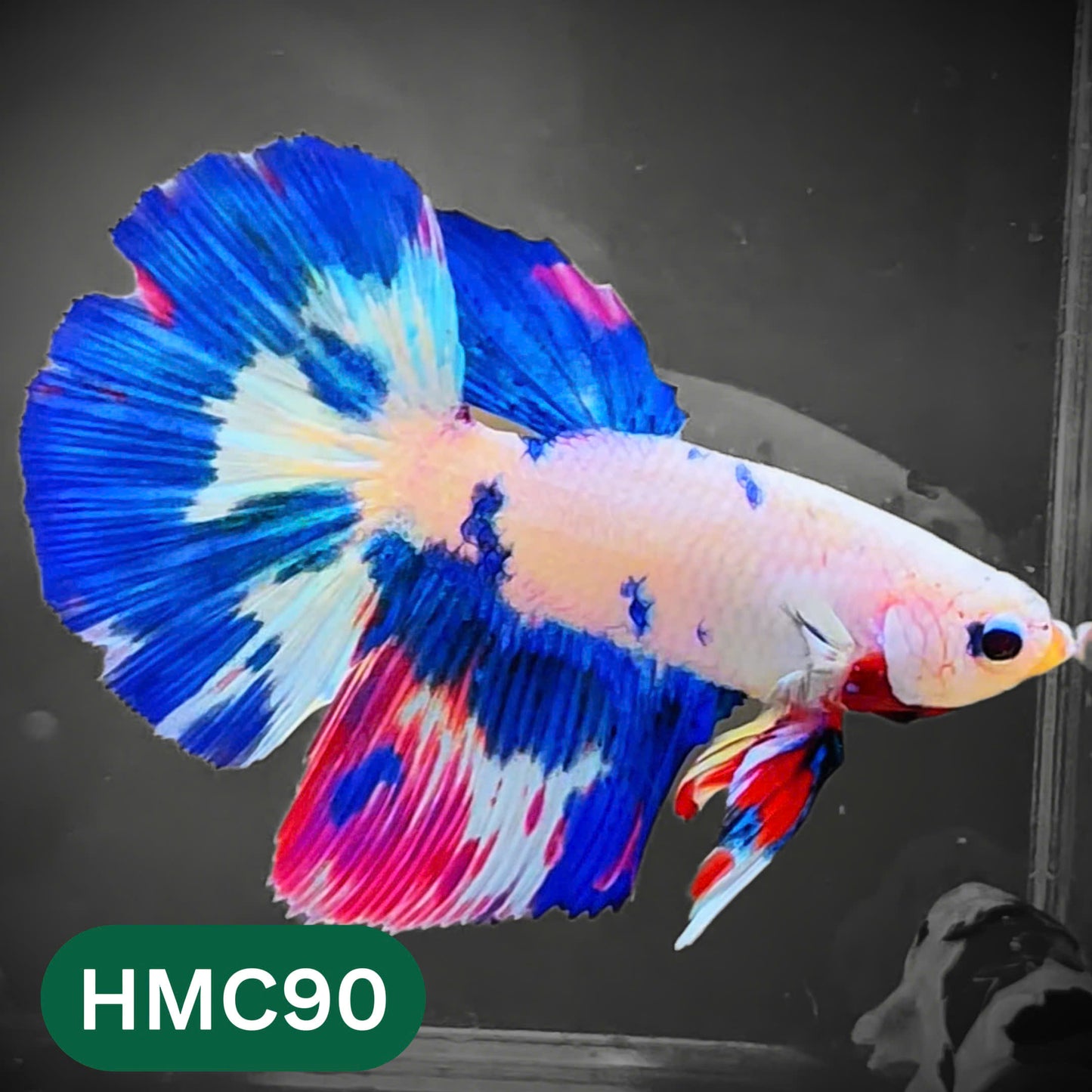Multicolor Halfmoon Male Betta Fish | High Grade | Order Directly From Farm |  You Pick Fish |