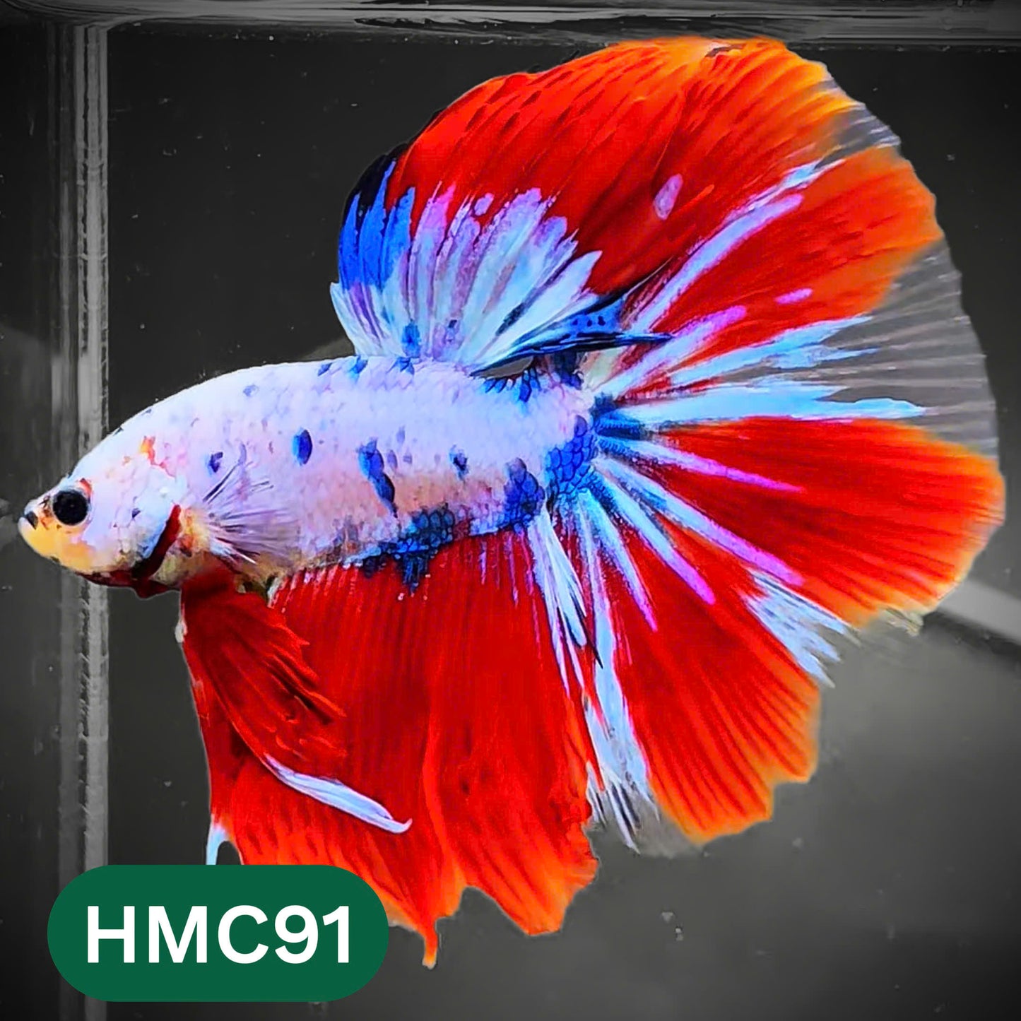 Multicolor Halfmoon Male Betta Fish | High Grade | Order Directly From Farm |  You Pick Fish |