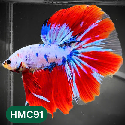 Multicolor Halfmoon Male Betta Fish | High Grade | Order Directly From Farm |  You Pick Fish |