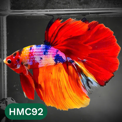 Multicolor Halfmoon Male Betta Fish | High Grade | Order Directly From Farm |  You Pick Fish |