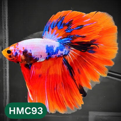 Multicolor Halfmoon Male Betta Fish | High Grade | Order Directly From Farm |  You Pick Fish |