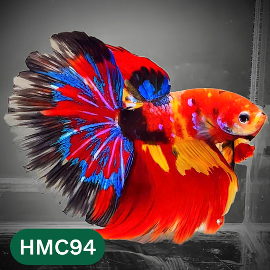 Multicolor Halfmoon Male Betta Fish | High Grade | Order Directly From Farm |  You Pick Fish |