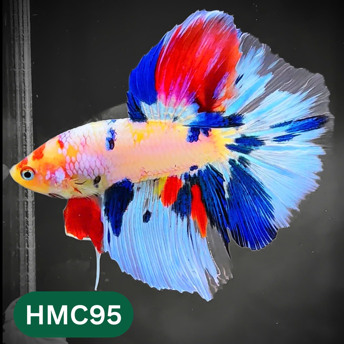 Multicolor Halfmoon Male Betta Fish | High Grade | Order Directly From Farm |  You Pick Fish |