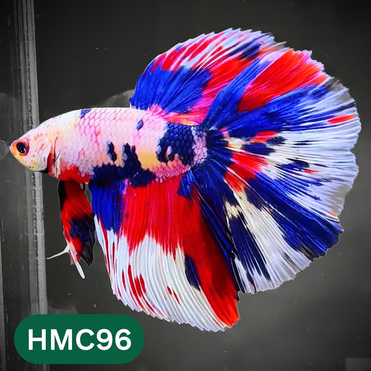 Multicolor Halfmoon Male Betta Fish | Order Directly From Farm | You Pick Fish
