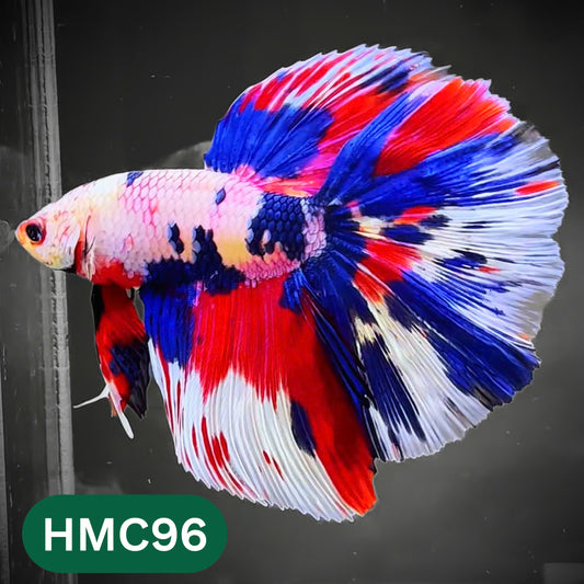 Multicolor Halfmoon Male Betta Fish | Order Directly From Farm | You Pick Fish