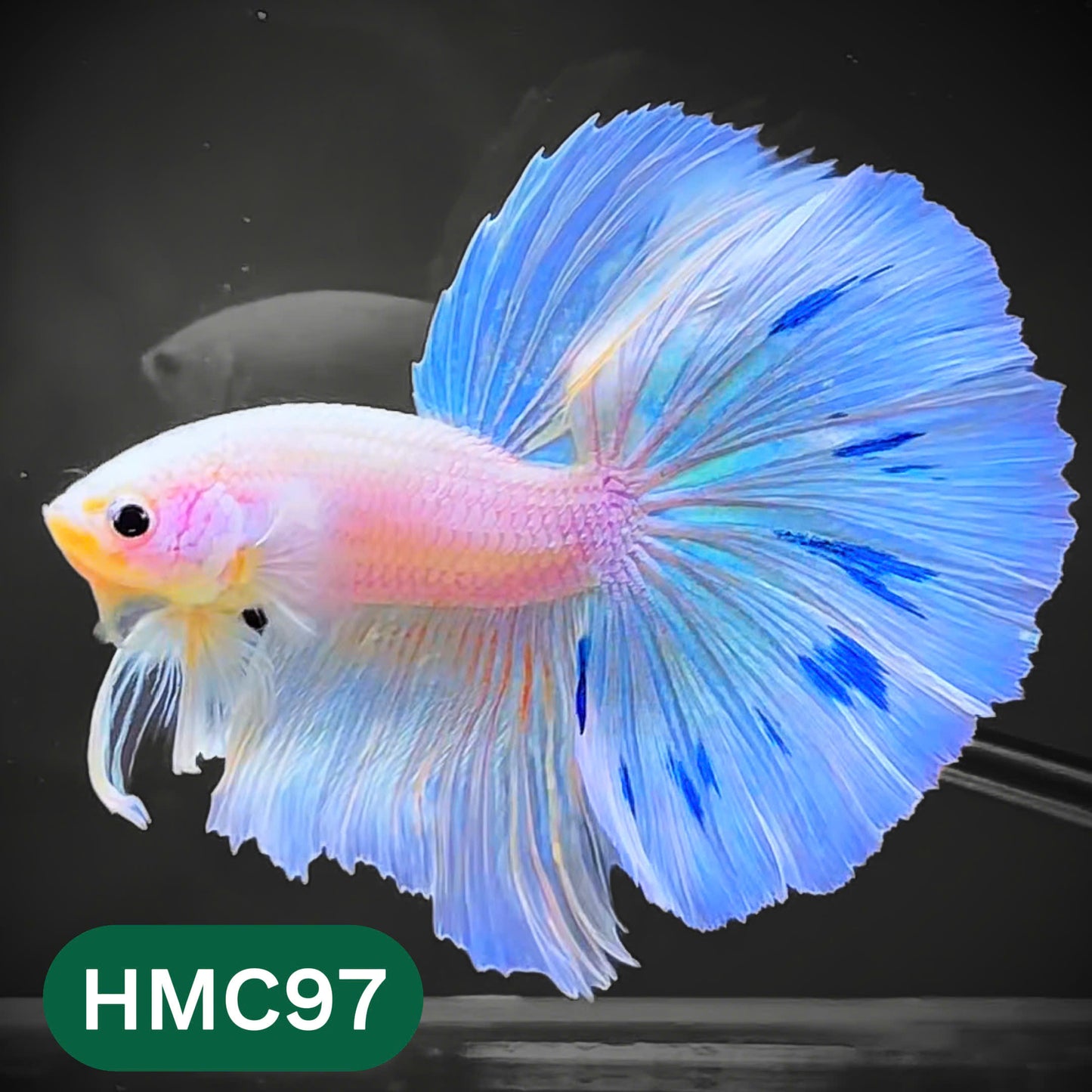 Multicolor Halfmoon Male Betta Fish | Order Directly From Farm | You Pick Fish