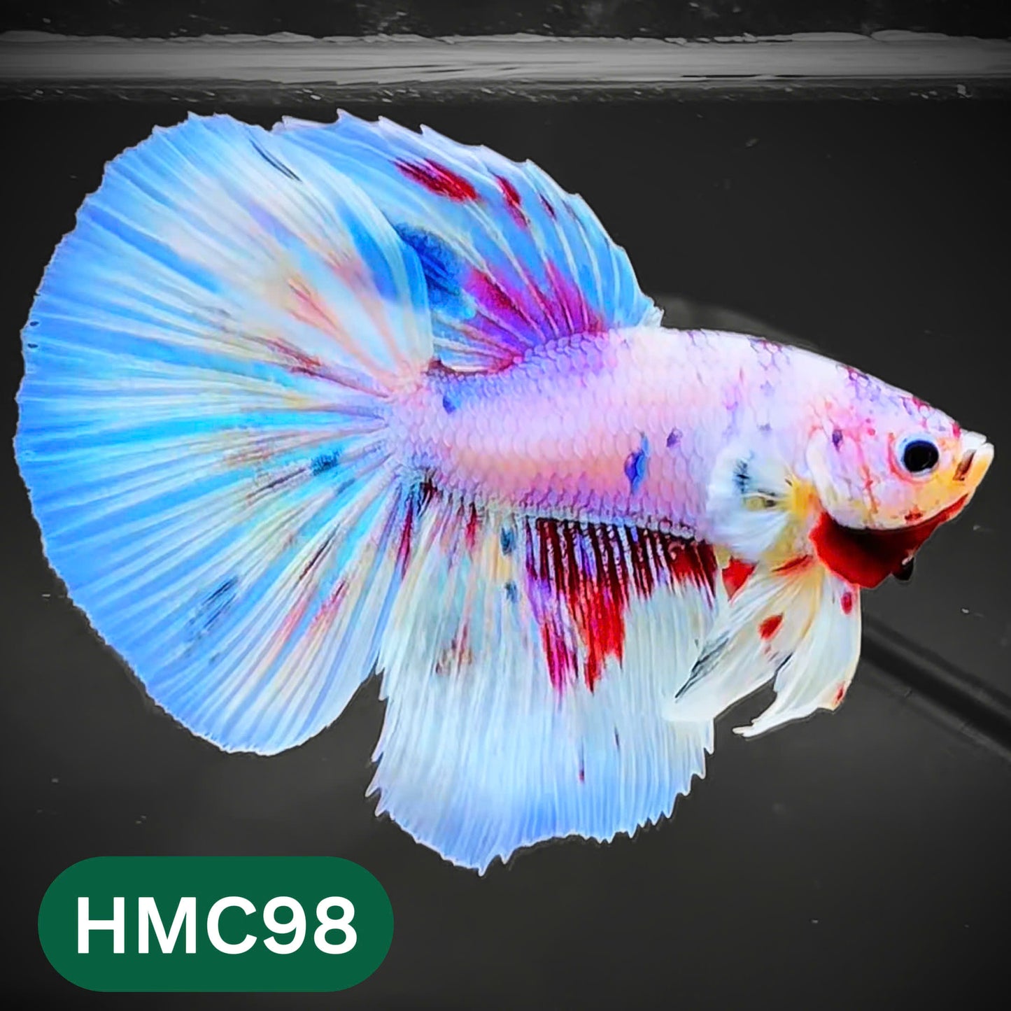 Multicolor Halfmoon Male Betta Fish | Order Directly From Farm | You Pick Fish