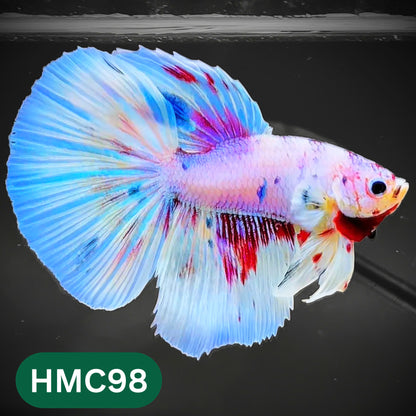 Multicolor Halfmoon Male Betta Fish | Order Directly From Farm | You Pick Fish