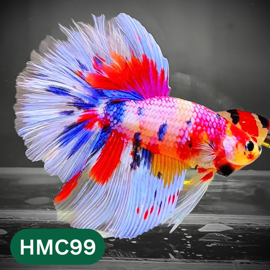 Multicolor Halfmoon Male Betta Fish | Order Directly From Farm | You Pick Fish