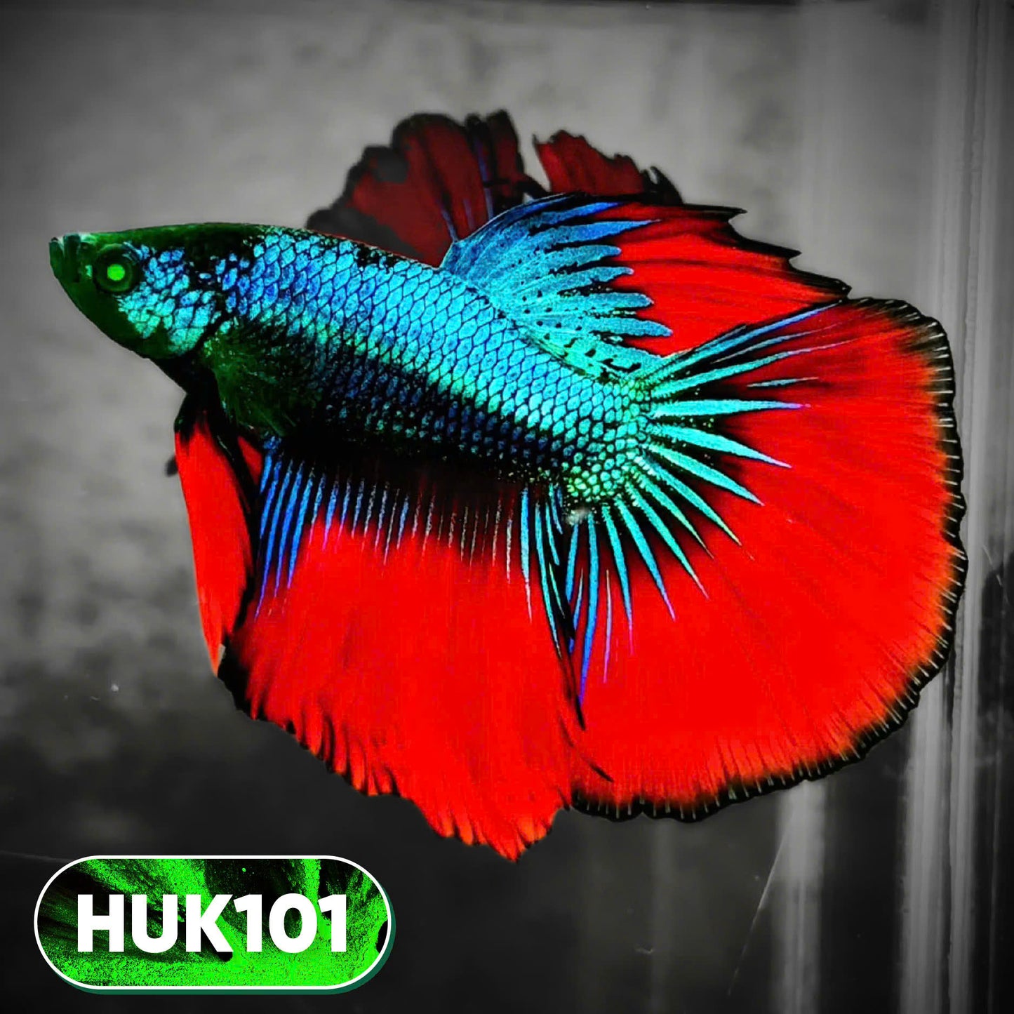 Black Hulk Halfmoon Male Betta Fish | You Pick Fish