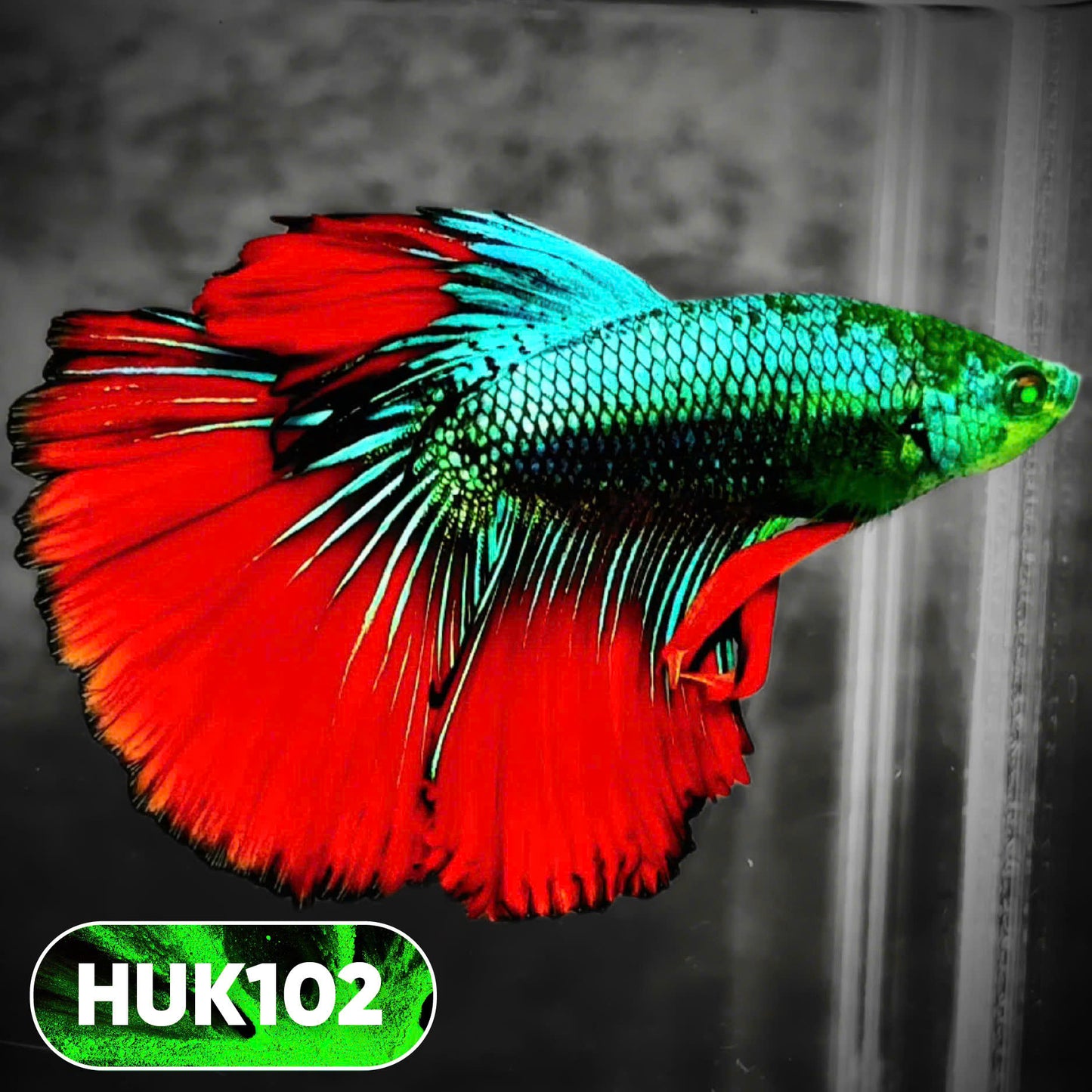 Black Hulk Halfmoon Male Betta Fish | You Pick Fish