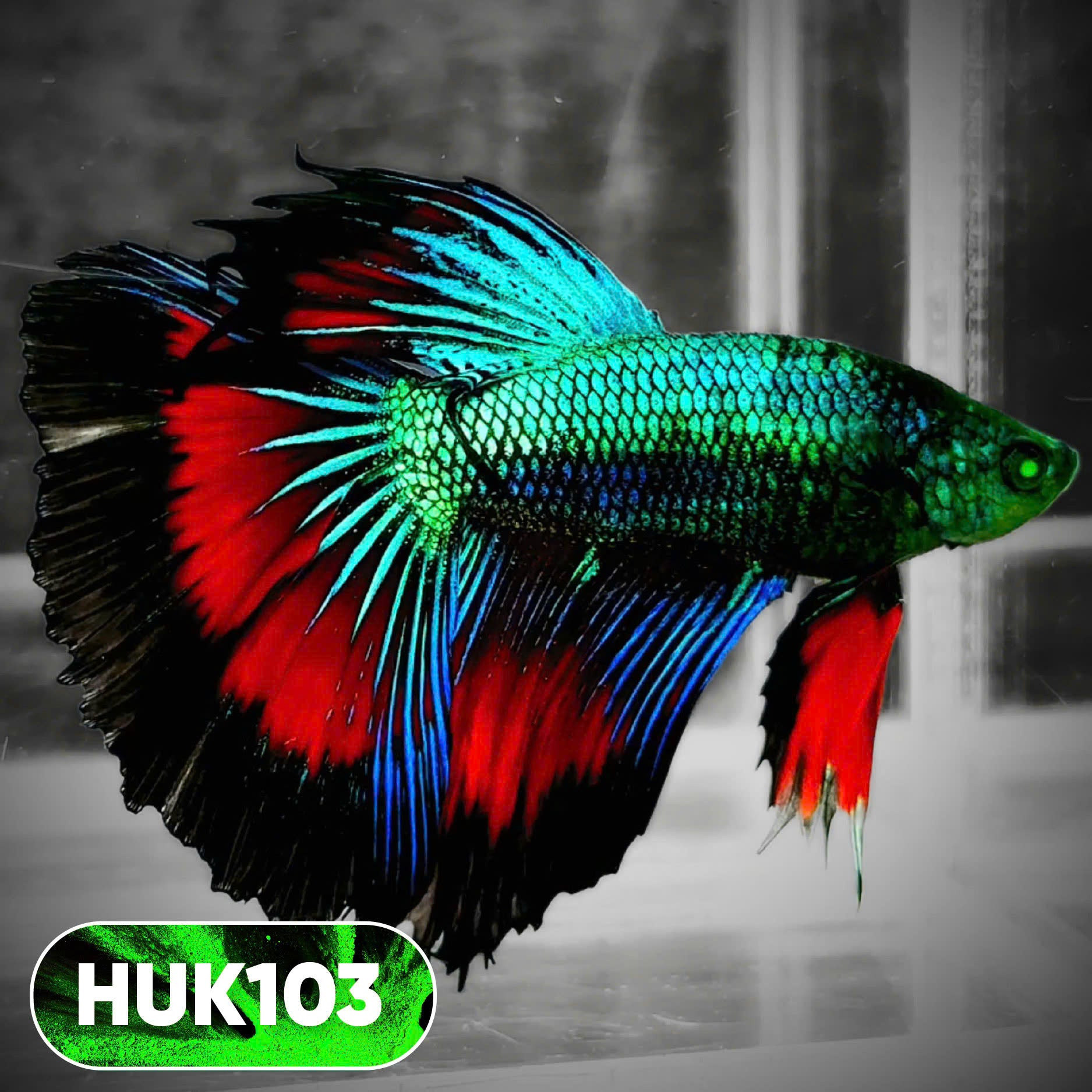 Black Hulk Halfmoon Male Betta Fish | You Pick Fish