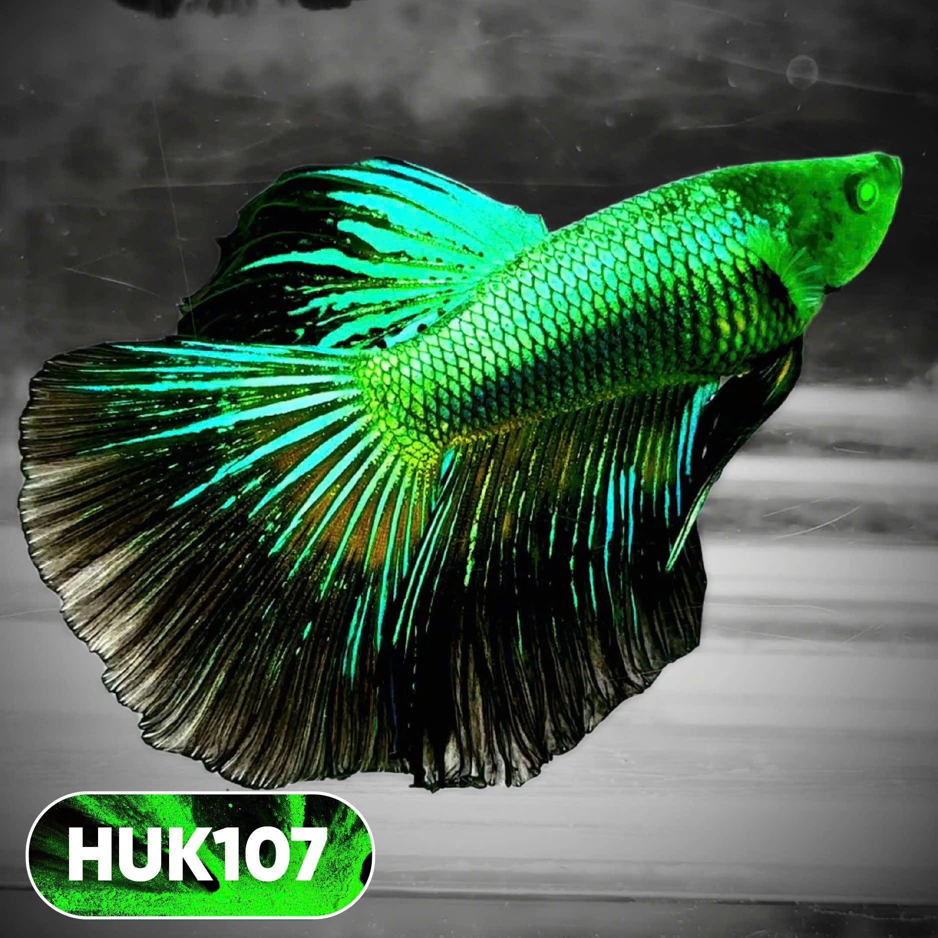 Black Hulk Halfmoon Male Betta Fish | You Pick Fish