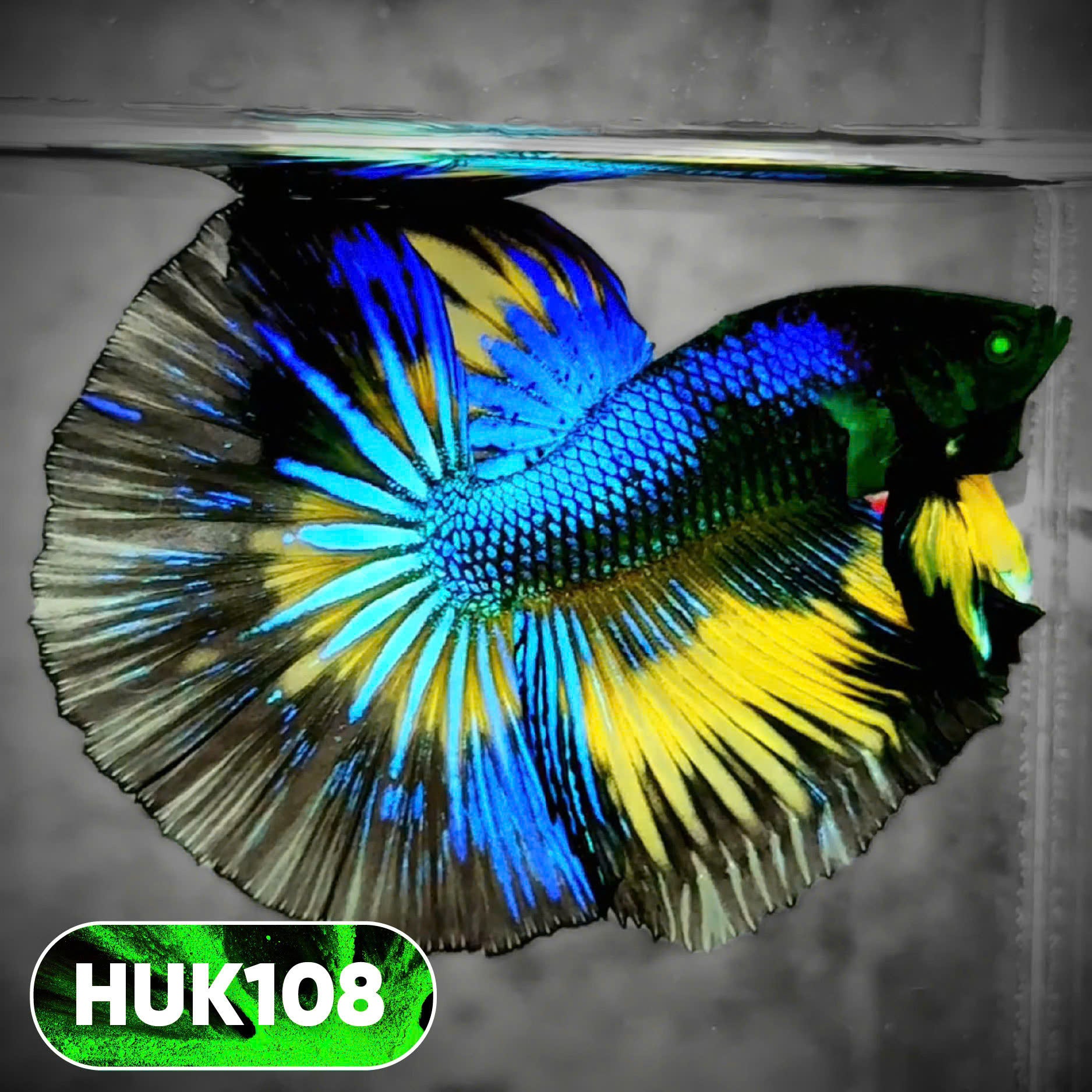 Black Hulk Halfmoon Male Betta Fish | You Pick Fish