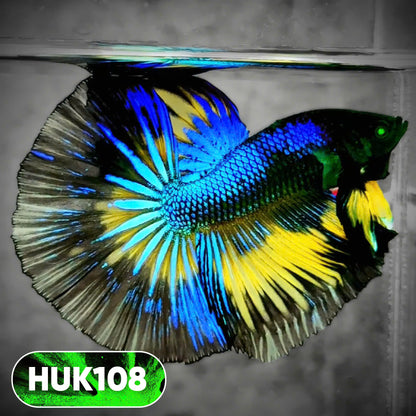 Black Hulk Halfmoon Male Betta Fish | You Pick Fish