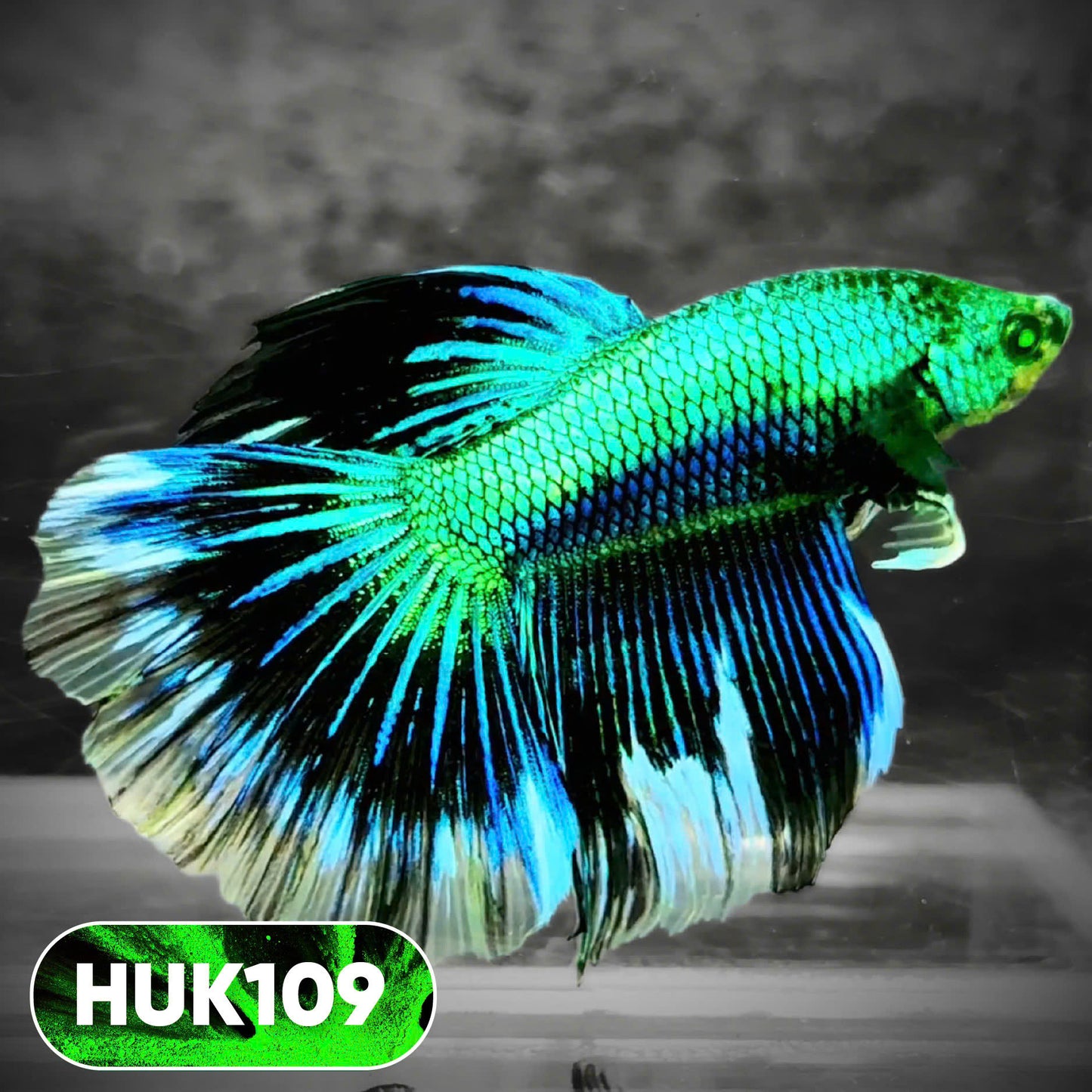 Black Hulk Halfmoon Male Betta Fish | You Pick Fish